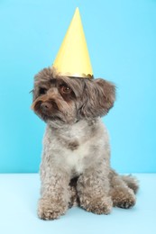 Photo of Cute Maltipoo dog with party hat on light blue background. Lovely pet