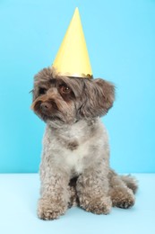 Cute Maltipoo dog with party hat on light blue background. Lovely pet