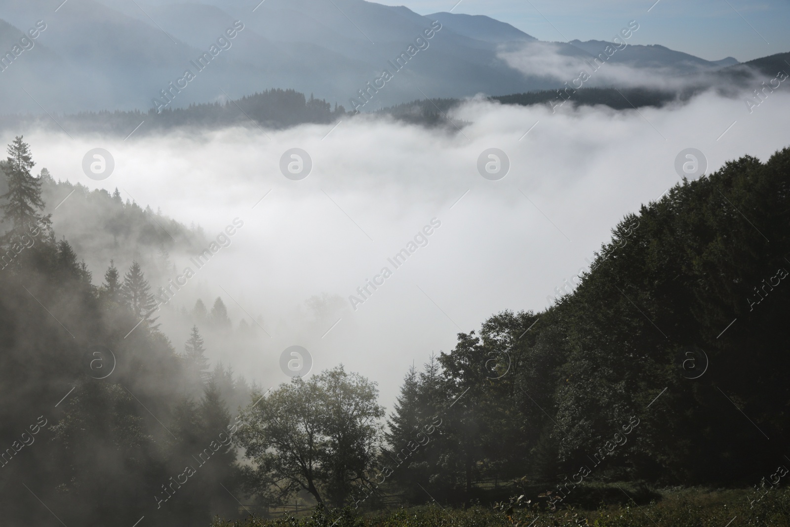 Photo of Picturesque view of foggy forest. Beautiful mountain landscape