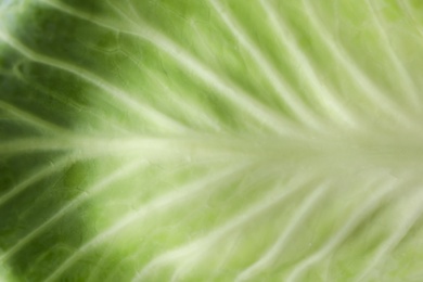 Photo of Leaf of white cabbage as background, closeup