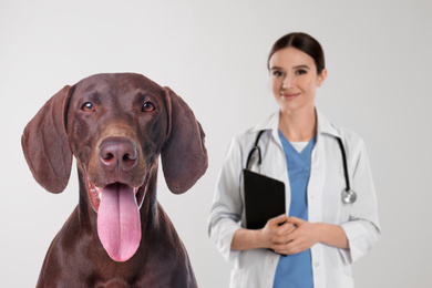 Image of Cute German Shorthaired pointer dog and veterinarian on light background