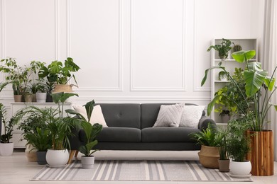 Photo of Cozy room interior with different potted green houseplants and comfortable sofa
