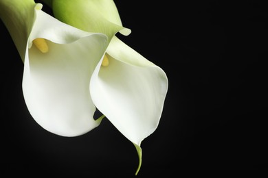 Photo of Beautiful calla lily flowers on black background, closeup