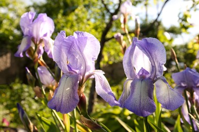 Photo of Beautiful light blue iris flowers growing outdoors on sunny day, closeup