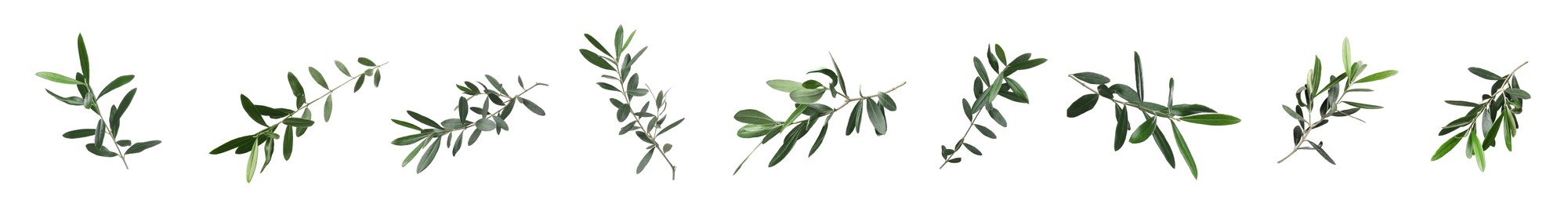Image of Set of olive twigs with fresh green leaves on white background. Banner design