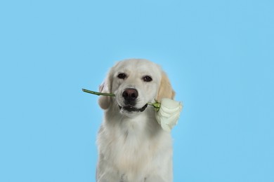 Photo of Cute Labrador Retriever with beautiful rose flower on light blue background