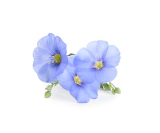 Photo of Beautiful light blue flax flowers isolated on white