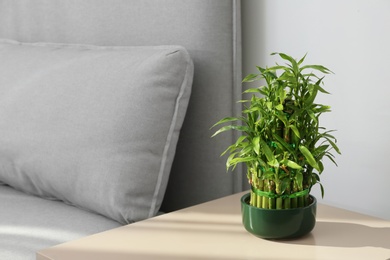 Photo of Pot with green bamboo on table in living room. Space for text