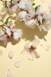 Photo of Spring branches with beautiful blossoms, petals and leaves on beige background, top view