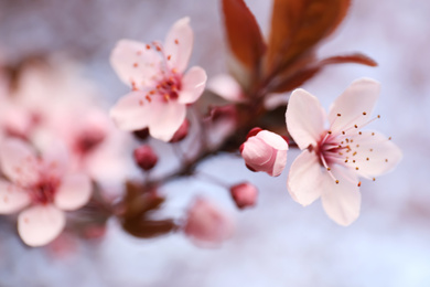 Photo of Closeup view of blossoming tree outdoors on spring day
