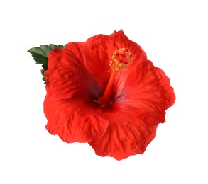 Photo of Beautiful red hibiscus flower with green leaf isolated on white
