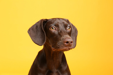 Photo of German Shorthaired Pointer dog on yellow background