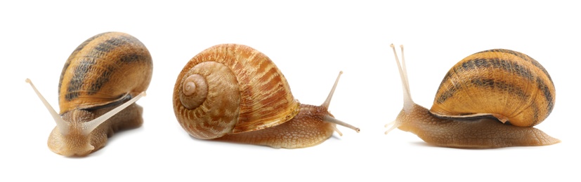 Image of Collection of common garden snails on white background. Banner design 