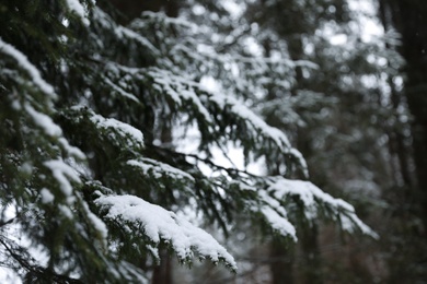 Photo of Closeup view of fir tree covered with snow outdoors on winter day