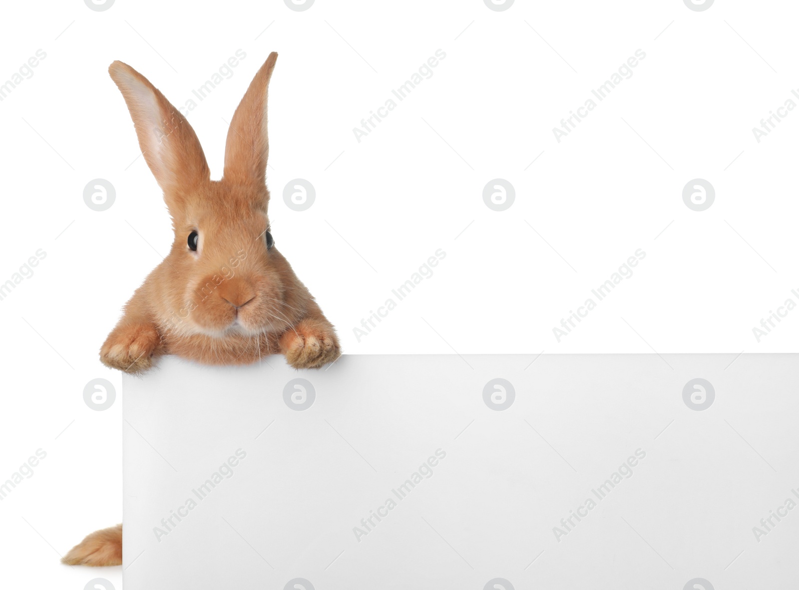 Photo of Cute bunny isolated on white. Easter symbol