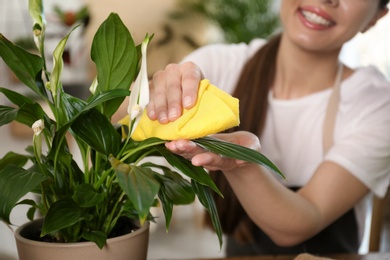 Photo of Young woman taking care of potted plant at home, closeup