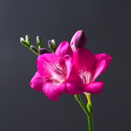 Photo of Beautiful freesia flower on dark background