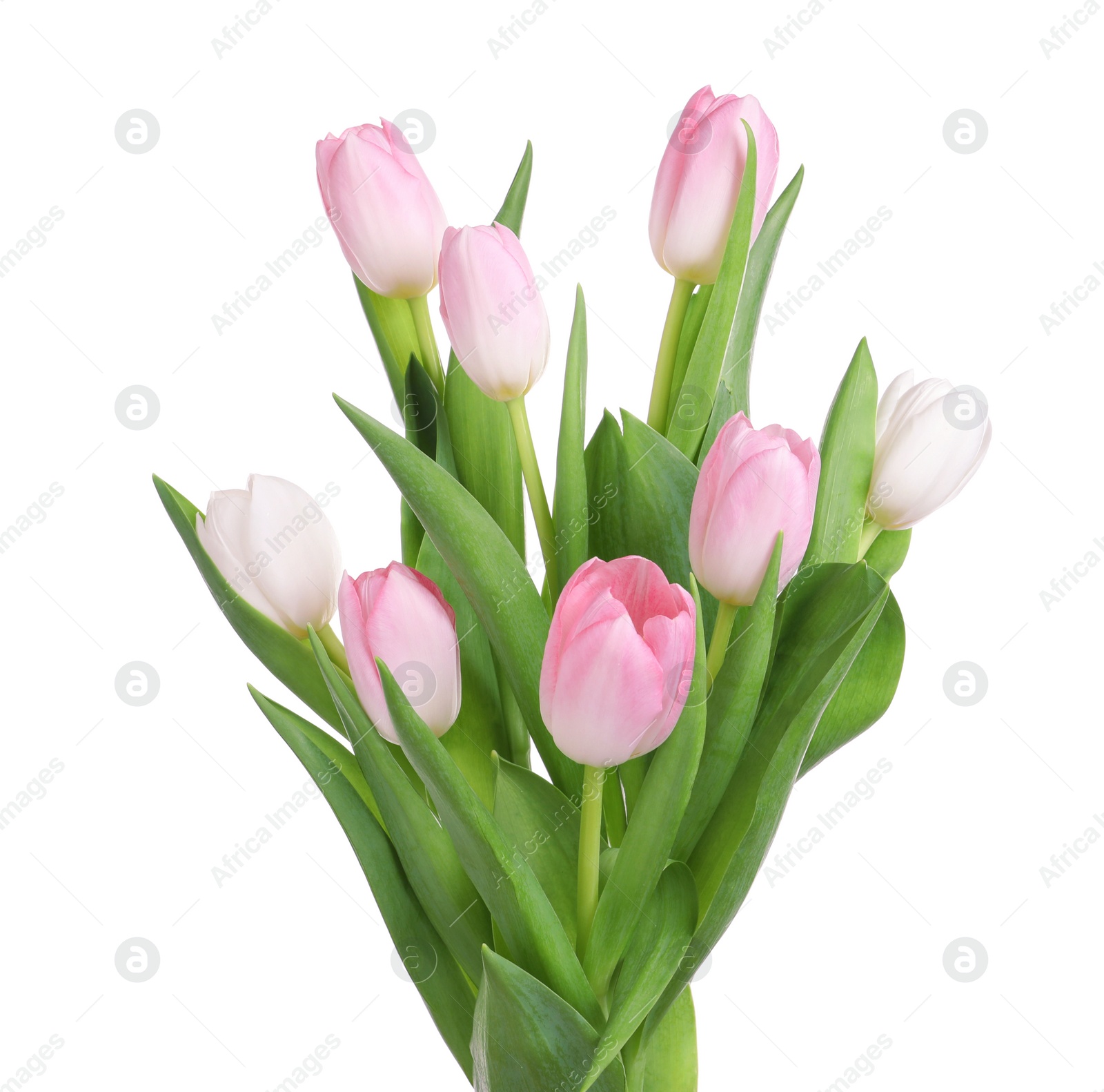 Beautiful bouquet of tulips isolated on white Photo of Beautiful bouquet of tulips isolated on white