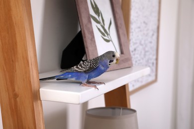 Photo of Beautiful light blue parrot on shelf indoors. Cute pet