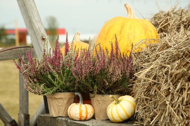 Photo of Beautiful heather flowers in pots, pumpkins and hay in wooden cart outdoors