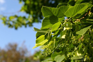 Photo of Closeup view of blossoming linden tree outdoors on sunny spring day. Space for text