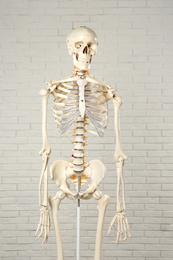 Photo of Artificial human skeleton model near white brick wall
