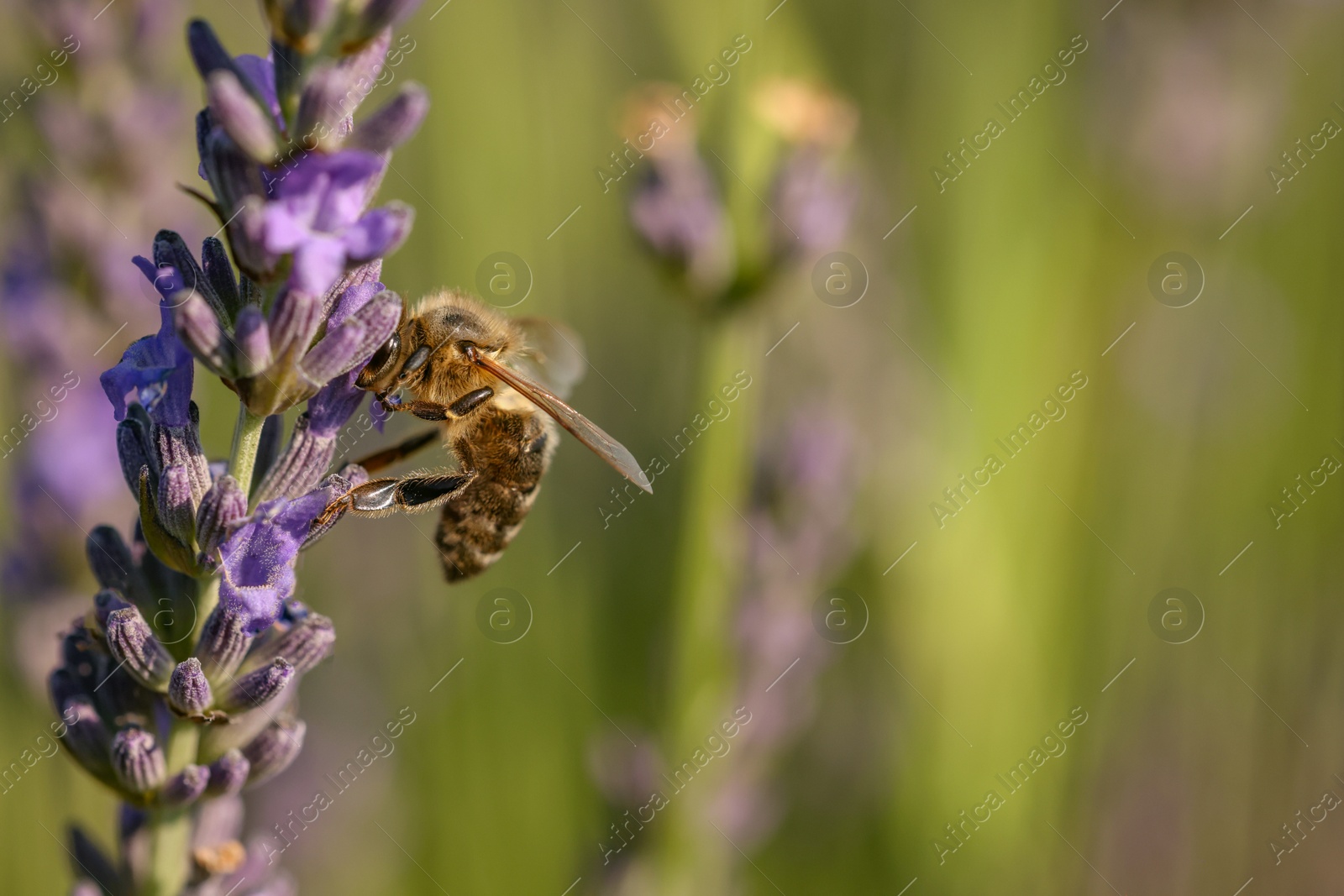 Photo of Honeybee collecting nectar from beautiful lavender flower outdoors, closeup. Space for text