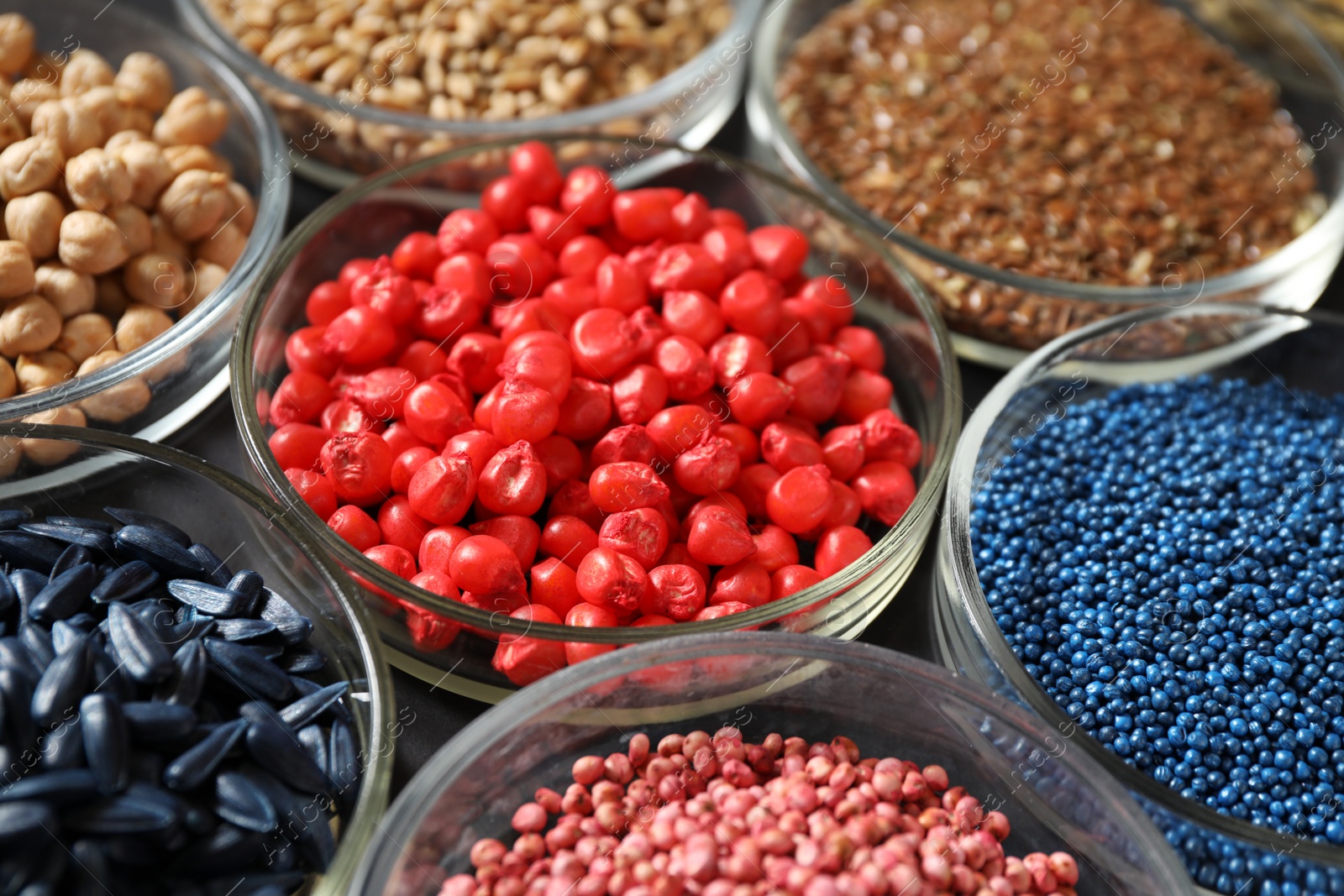 Photo of Petri dishes with treated seeds on table, closeup. Laboratory analysis