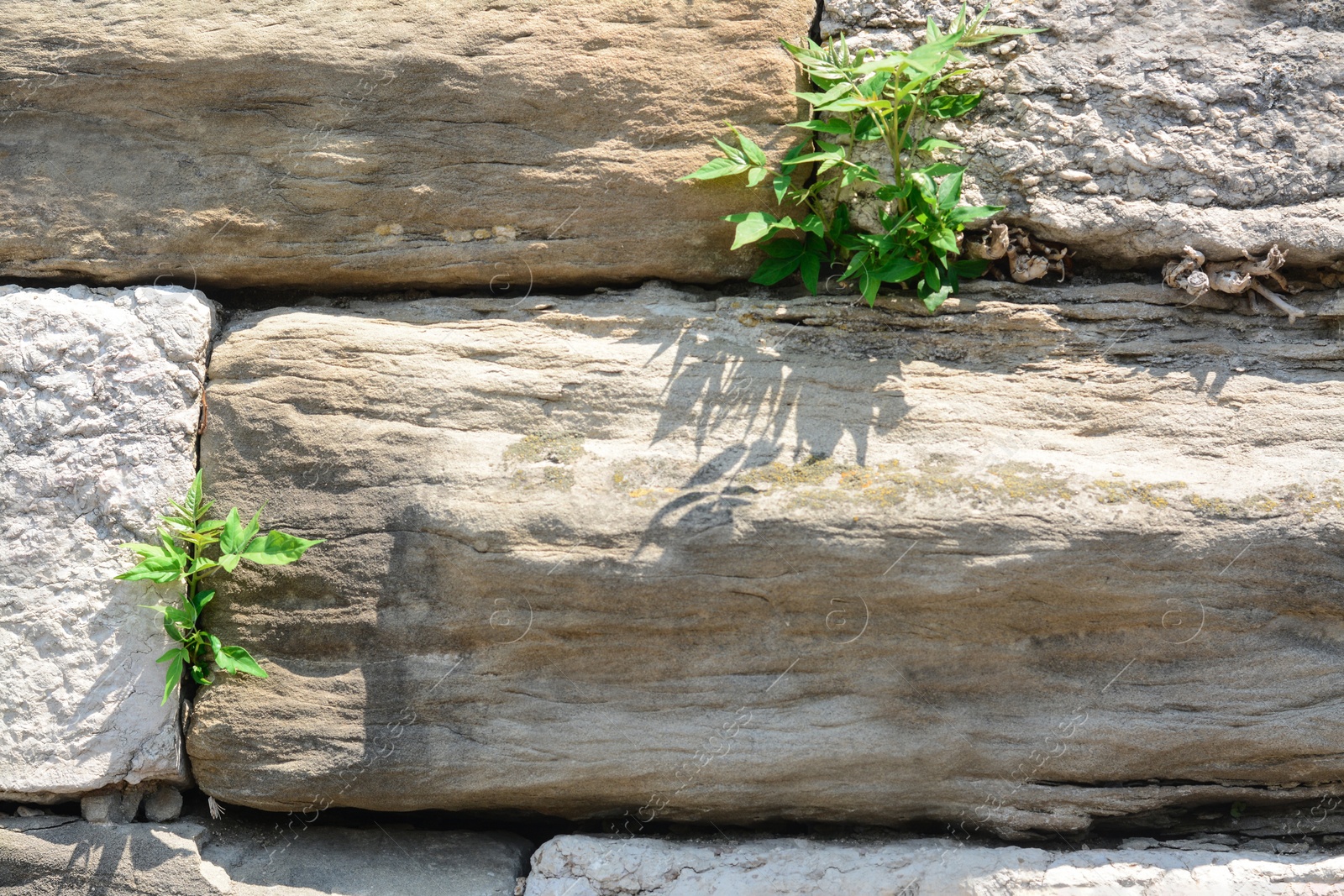 Photo of Texture of old stone wall with plants as background, closeup