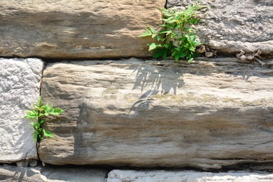 Photo of Texture of old stone wall with plants as background, closeup