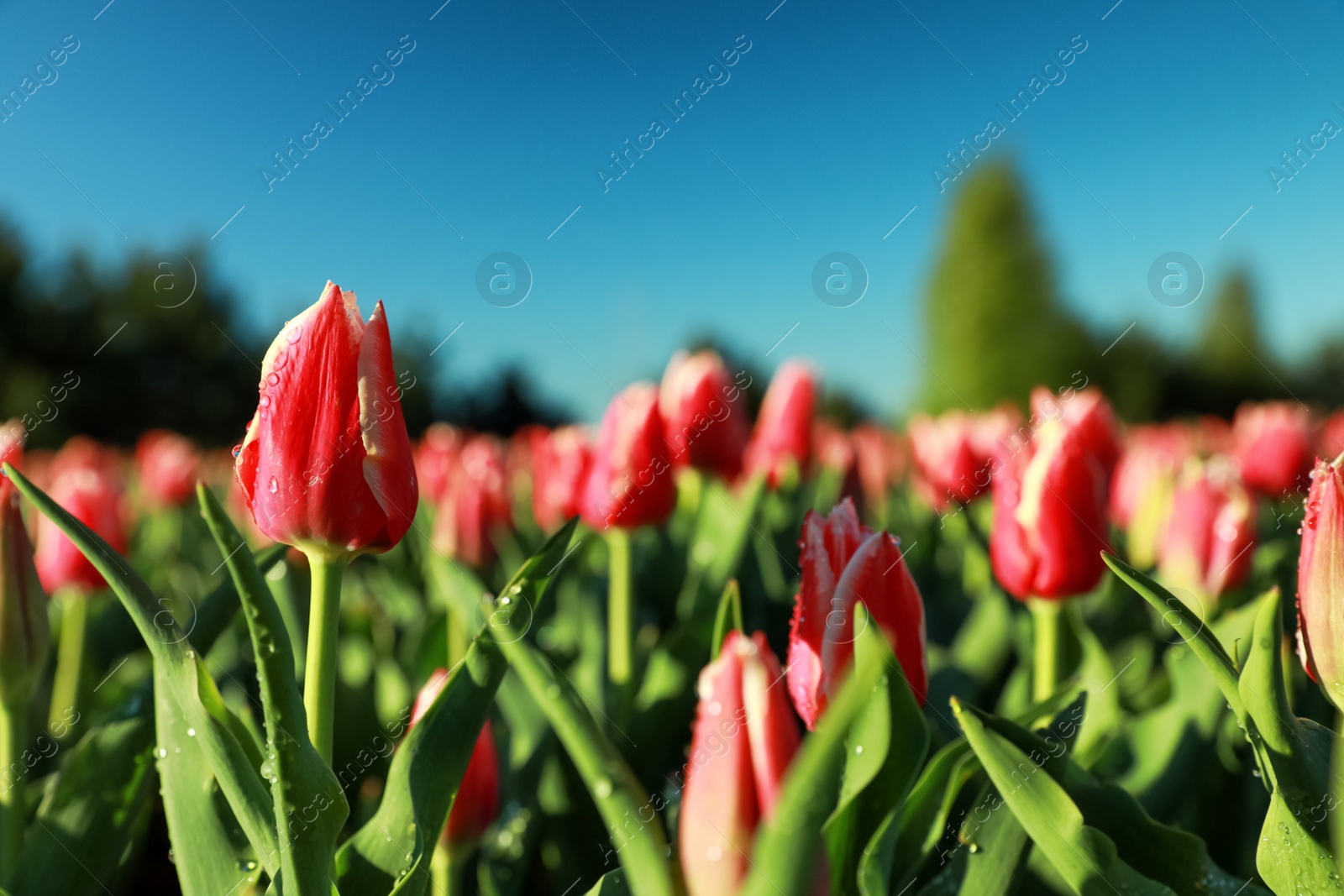 Photo of Blossoming tulips with dew drops in field on spring day. Space for text