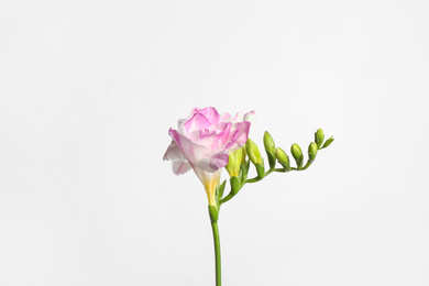 Photo of Beautiful blooming pink freesia on light background