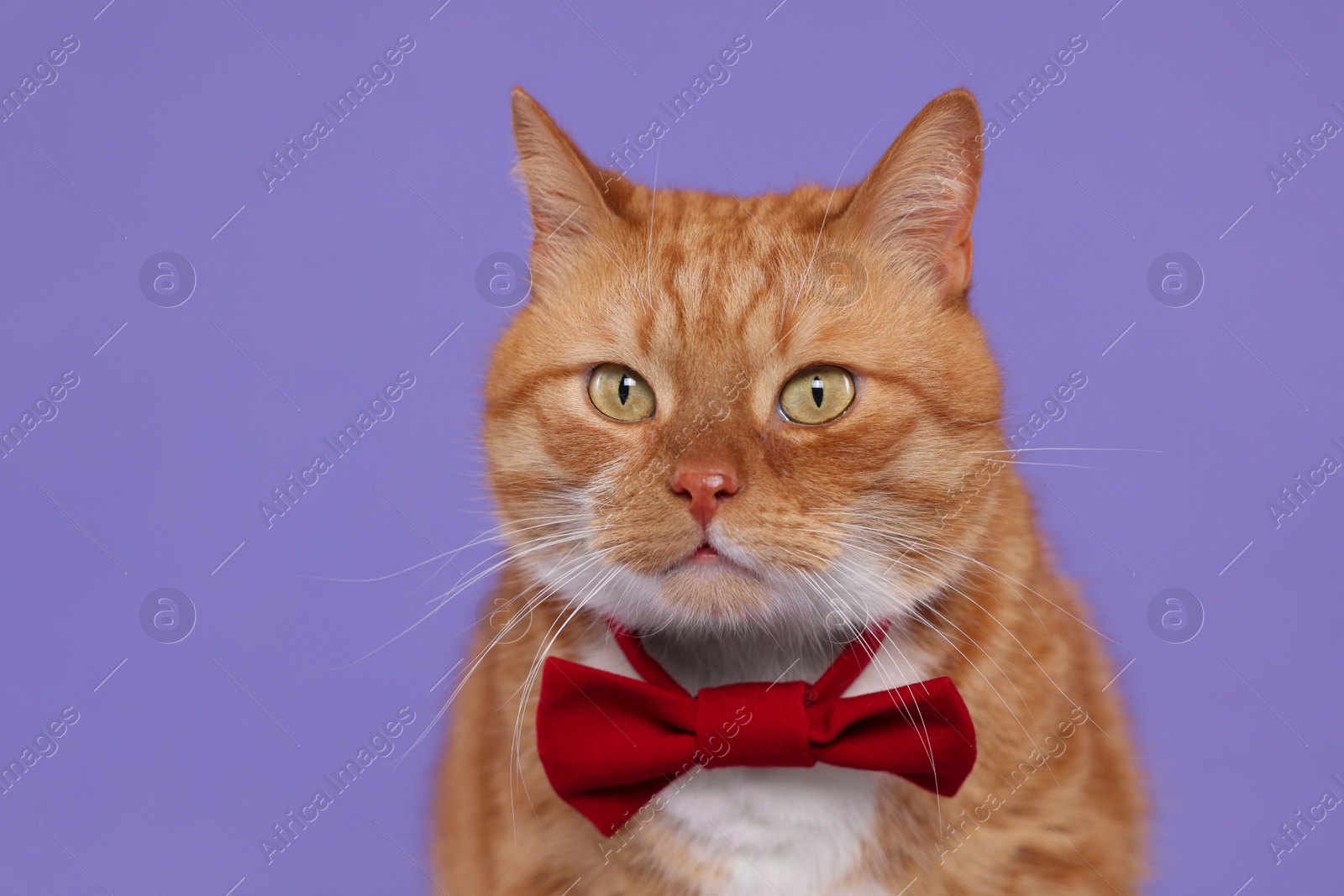 Photo of Cute cat with red bow tie on lilac background