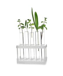 Photo of Rack with plants in test tubes isolated on white. Organic chemistry