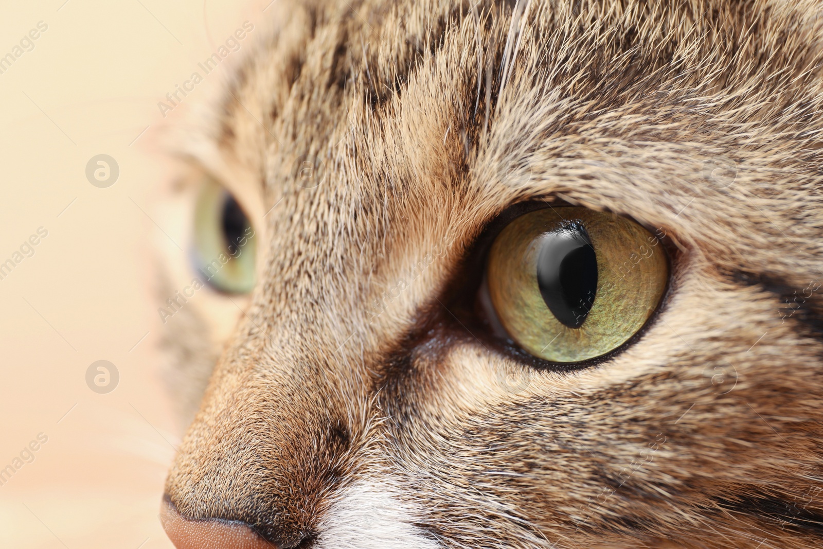 Photo of Closeup view of cute tabby cat with beautiful eyes on light background