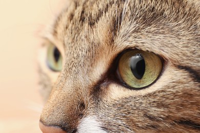 Photo of Closeup view of cute tabby cat with beautiful eyes on light background