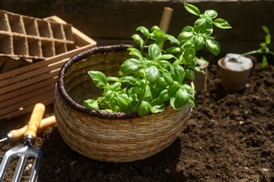 Photo of Beautiful seedlings in wicker basket prepared for transplanting on ground outdoors