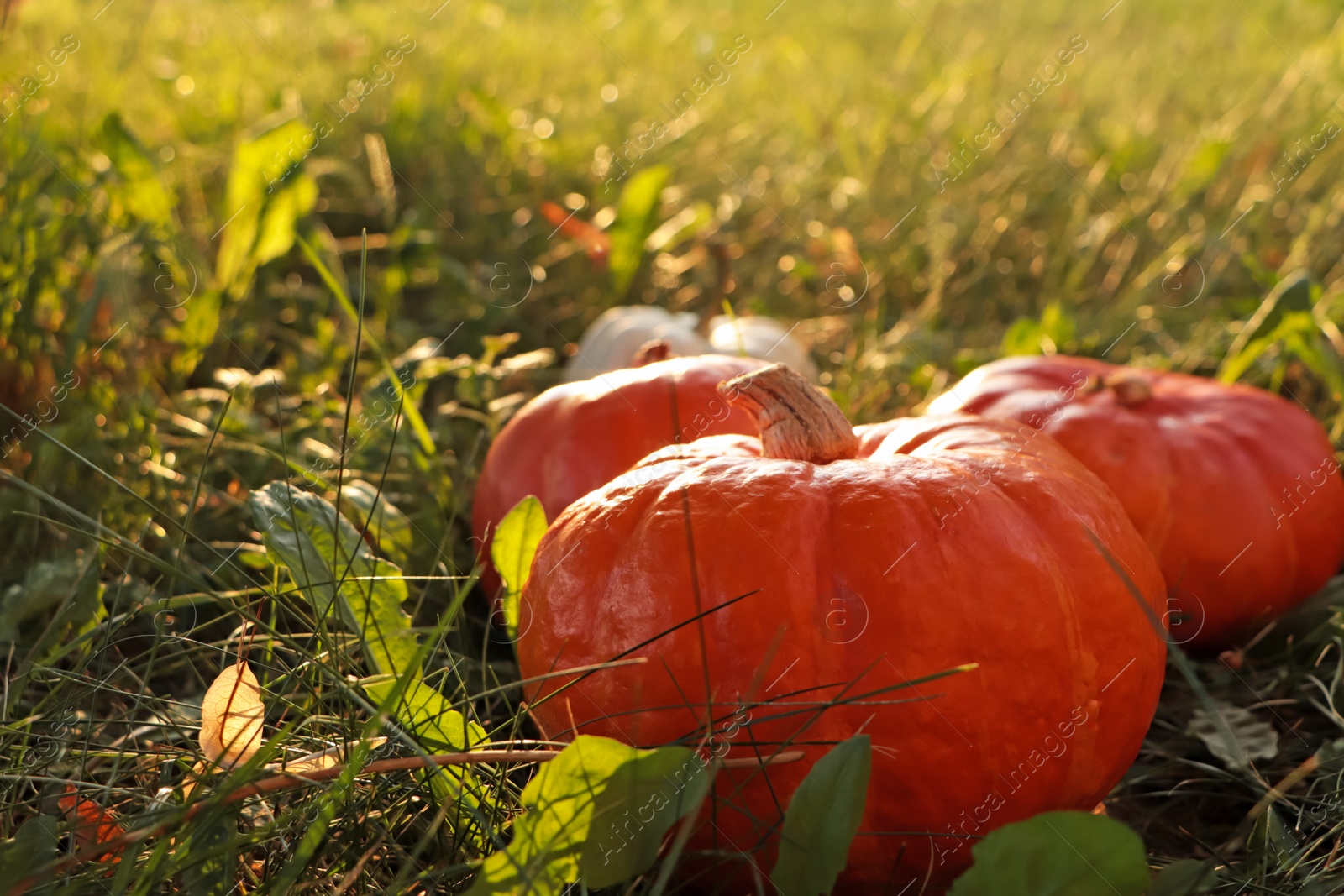 Photo of Many ripe orange pumpkins among green grass outdoors, closeup