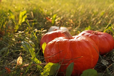 Photo of Many ripe orange pumpkins among green grass outdoors, closeup