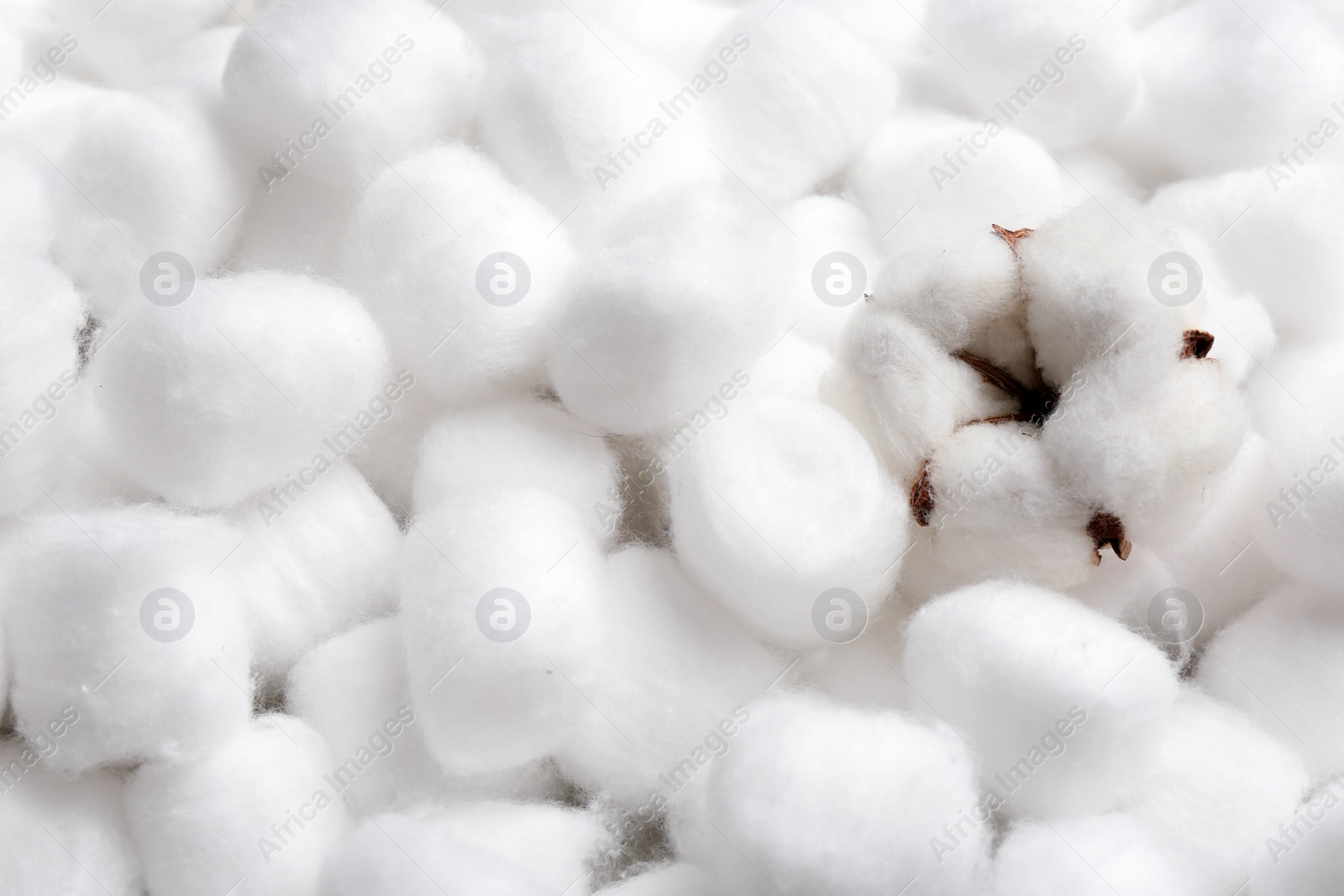 Photo of Fluffy flower and space for text on cotton balls, view from above