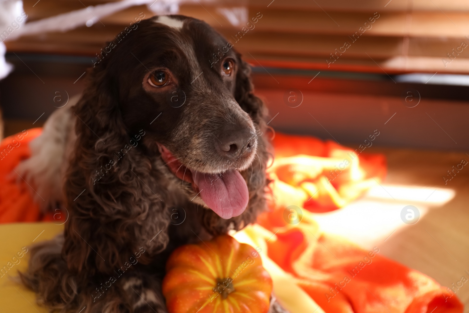 Photo of Adorable English Cocker Spaniel with pumpkin on blanket indoors. Halloween celebration