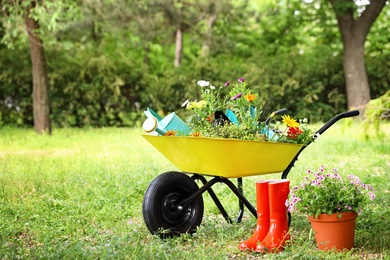 Wheelbarrow with gardening tools and flowers on grass outside. Space for text