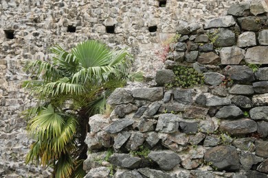 Old stone walls and beautiful palm outdoors