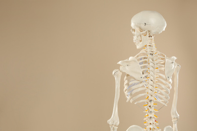 Photo of Artificial human skeleton model on beige background, back view. Space for text