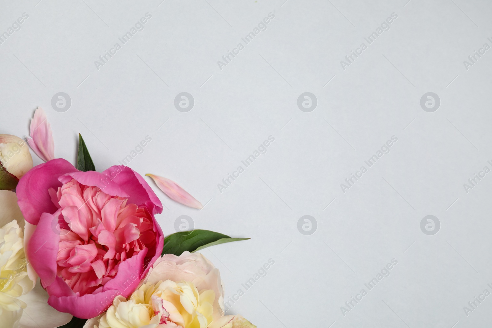 Photo of Beautiful fresh peonies and leaves on light grey background, flat lay. Space for text