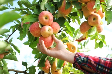 Photo of Woman picking ripe apple from tree outdoors, closeup