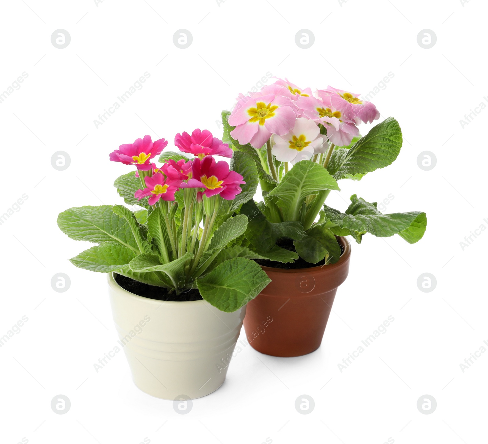 Photo of Beautiful potted primula flowers on white background