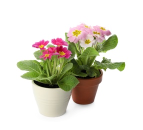 Beautiful potted primula flowers on white background