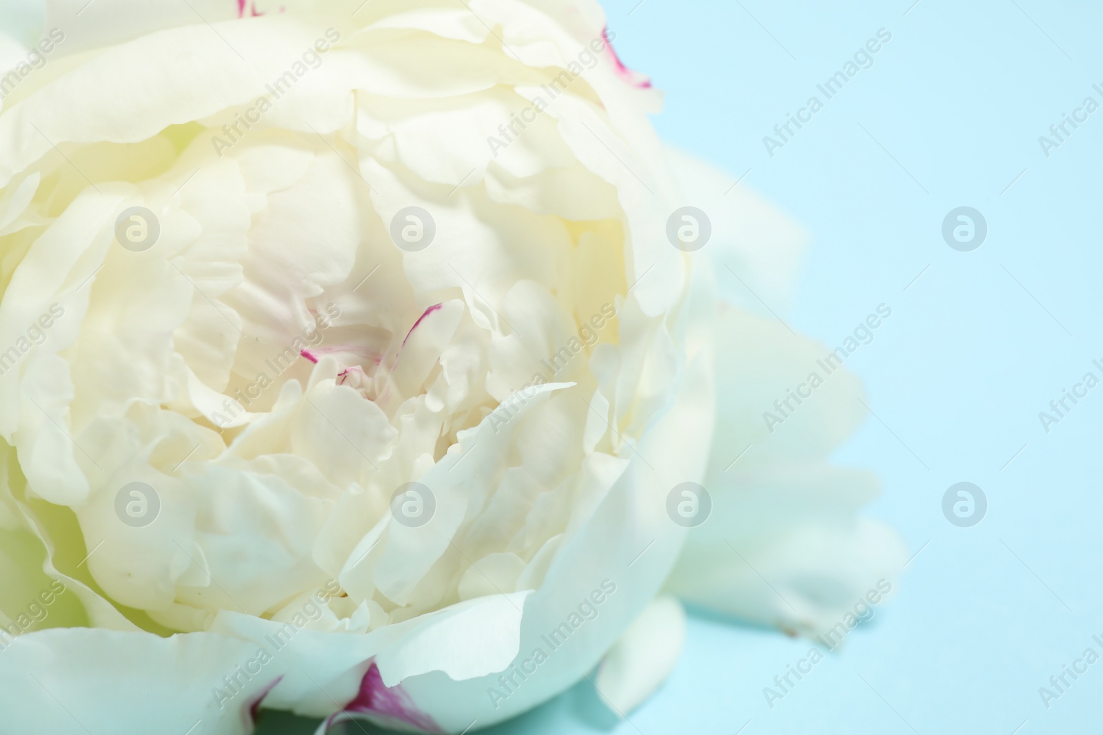 Photo of Beautiful white peony on light blue background, closeup