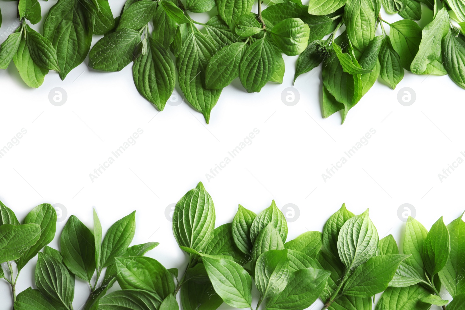 Photo of Beautiful spring green leaves on white background